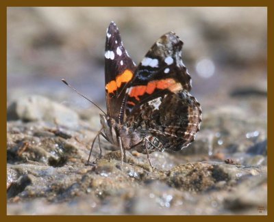 red admiral-7-16-12-739b.JPG