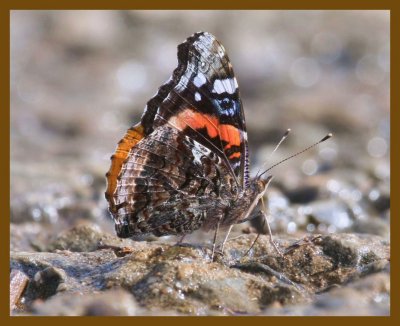 red admiral-7-16-12-741b.JPG