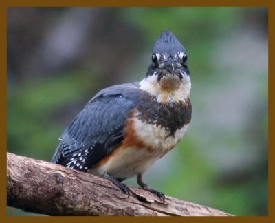 belted kingfisher-7-22-12-892b.JPG