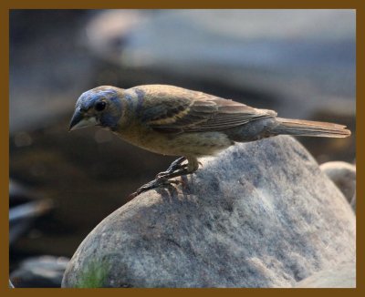 blue grosbeak 7-23-12-467b.JPG