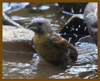 blue grosbeak 7-23-12-523b.JPG