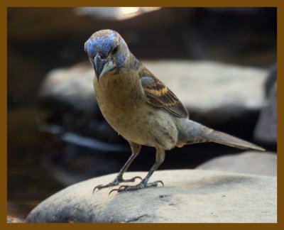 blue grosbeak 7-23-12-469b.JPG