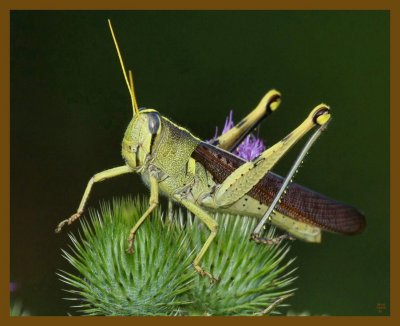 grasshopper 7-23-12-765b.JPG