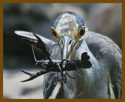 yellow crowned night heron-8-4-12-101b.JPG