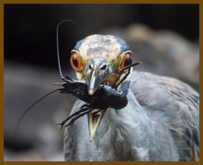 yellow crowned night heron-8-8-12-915b.JPG