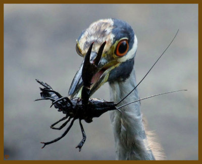 yellow crowned night heron-8-8-12-876b.JPG