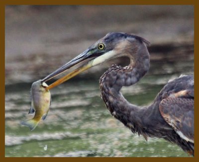 great blue heron-8-12-12-711b.JPG