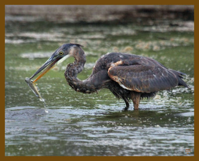 great blue heron-8-12-12-702b.JPG