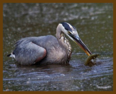 great blue heron-8-12-12-539b.JPG