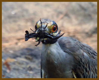 yellow crowned night heron-8-10-12-388b.JPG