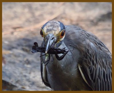 yellow crowned night heron-8-10-12-398b.JPG