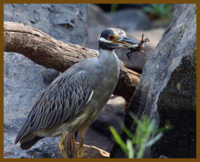 yellow crowned night heron-8-10-12-182b.JPG