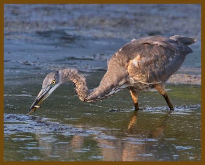 great blue heron-8-14-12-868b.JPG