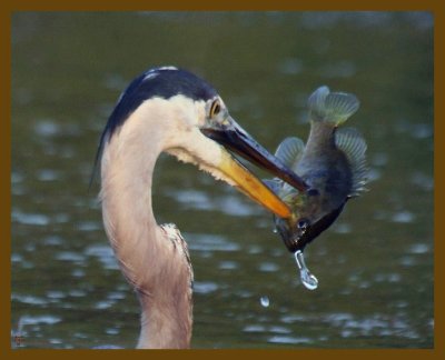 great blue heron-8-13-12-755b.JPG