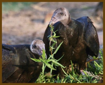 turkey vulture-8-16-12-198b.JPG