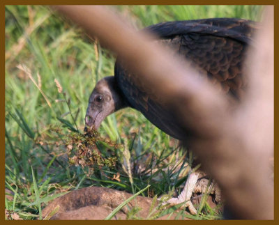 turkey vulture-8-16-12-165b.JPG