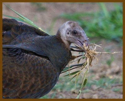 turkey vulture-8-16-12-214b.JPG