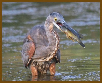 great blue heron-8-16-12-136b.JPG