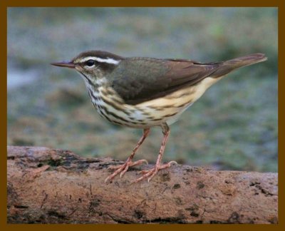 louisiana waterthrush-8-18-12-177b.JPG