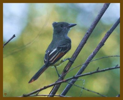 great crested flycatcher-8-19-12-346b.JPG