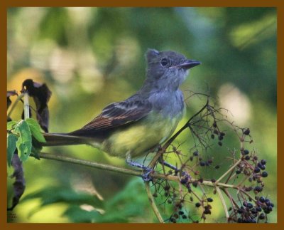 great crested flycatcher-8-19-12-383b.JPG