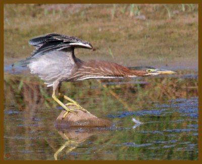 green heron-8-21-12-692b.JPG