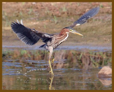 green heron-8-21-12-667b.JPG