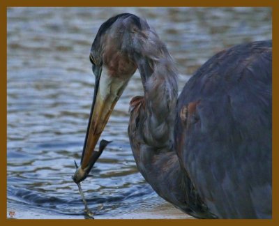 great blue heron-8-22-12-946b.JPG