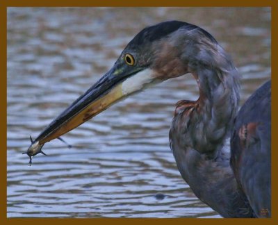 great blue heron-8-22-12-948b.JPG