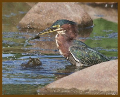 green heron-8-21-12-743b.JPG