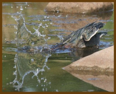 green heron-8-21-12-740b.JPG