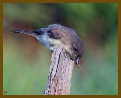 eastern phoebe-8-24-12-241b.JPG