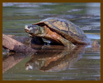 red-eared slider-8-23-12-166b.JPG