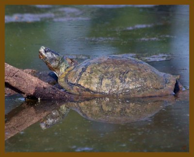 red-eared slider-8-23-12-180b.JPG