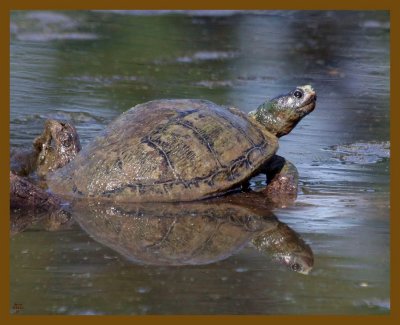 red-eared slider-8-23-12-182b.JPG