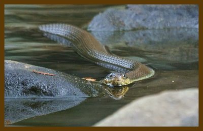 watersnake-yellow-belly-8-26-12-386c2b.JPG