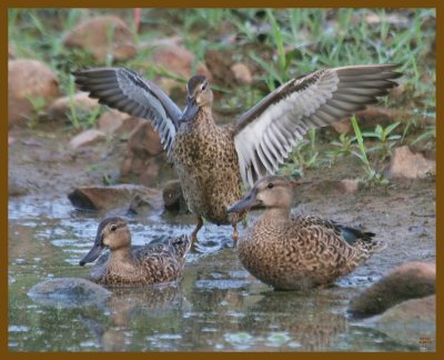 blue-winged teal-8-28-12-517b.JPG