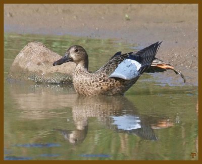 blue-winged teal-8-28-12-816b.JPG