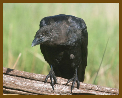 american crow-8-28-12-723b.JPG