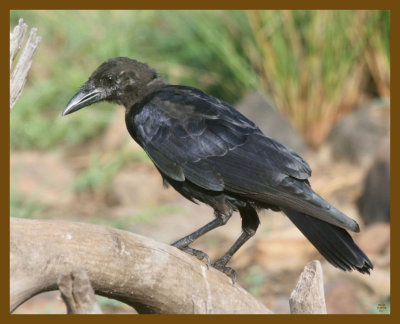 american crow-8-28-12-670b.JPG