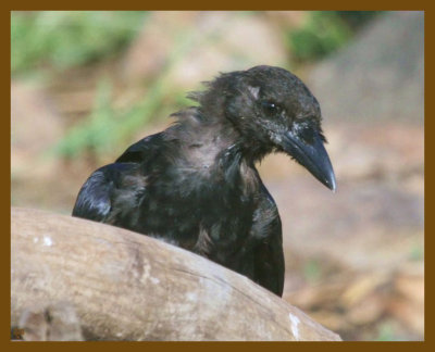 american crow-8-28-12-664b.JPG