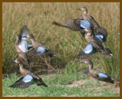 blue-winged teal-8-28-12-885b.JPG