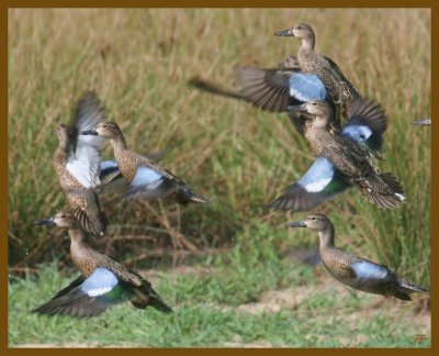 blue-winged teal-8-28-12-885b.JPG