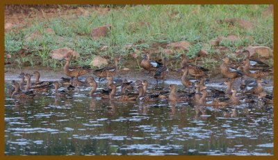 blue-winged teal-8-28-12-451c2b.JPG