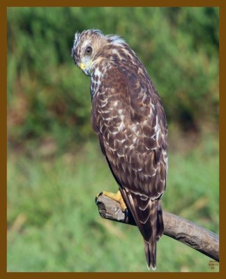 coopers hawk-8-30-12-107c1b.JPG