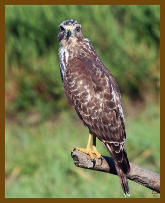 coopers hawk-8-30-12-091c1b.JPG