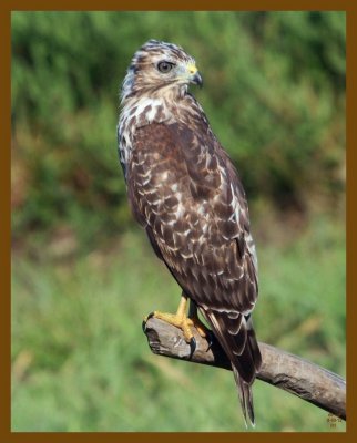 coopers hawk-8-30-12-102c1b.JPG