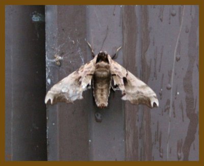 moths_2