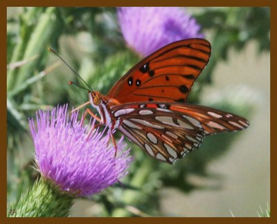 gulf fritillary-9-1-12-027b.JPG