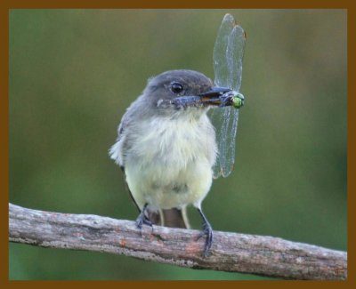 eastern phoebe-9-2-12-324b.JPG